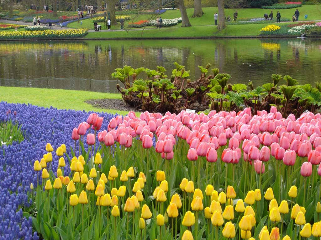 Tulip Garden, Holland