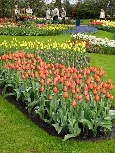 Tulip Garden, Holland